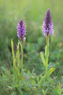 Heath Spotted Orchid or Moorland Spotted Orchid (Dactylorhiza maculata)
