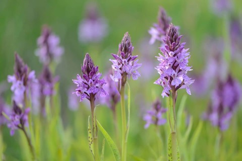 Heath Spotted Orchid or Moorland Spotted Orchid (Dactylorhiza maculata)