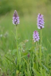Heath Spotted Orchid or Moorland Spotted Orchid (Dactylorhiza maculata)