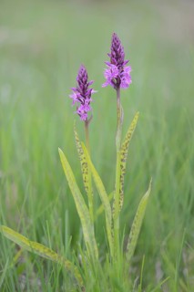 Heath Spotted Orchid or Moorland Spotted Orchid (Dactylorhiza maculata)