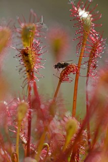 Oblong-leaved Sundew or Spoonleaf Sundew (Drosera intermedia) with a fly