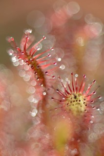 Oblong-leaved Sundew or Spoonleaf Sundew (Drosera intermedia)