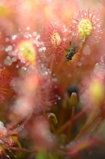 Oblong-leaved Sundew or Spoonleaf Sundew (Drosera intermedia) with a fly