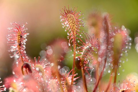 Oblong-leaved Sundew or Spoonleaf Sundew (Drosera intermedia)
