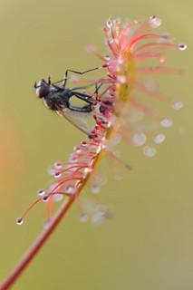 Oblong-leaved Sundew or Spoonleaf Sundew (Drosera intermedia) with a fly