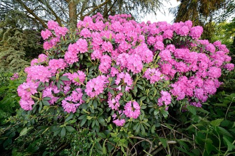 Catawba Rhododendron (Rhododendron catawbiense)
