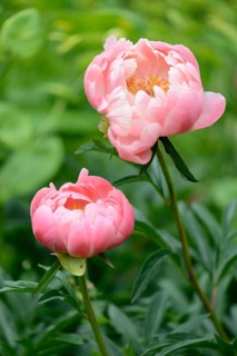 Coral Charm' Peony hybrid (Paeonia)