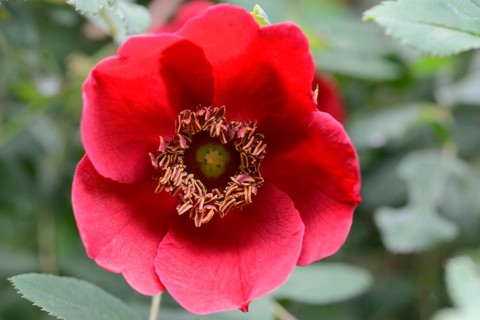 Rose species (Rosa moyesii)
