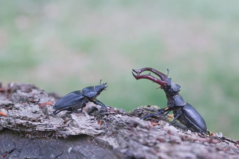 Stag Beetles (Lucanus cervus)