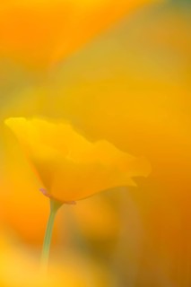 California Poppy or Golden Poppy (Escholzia californica)