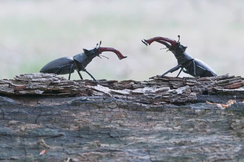 Stag Beetles (Lucanus cervus)