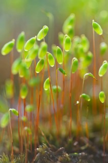Sporangia of Bank Haircap Moss (Polytrichum formosum)