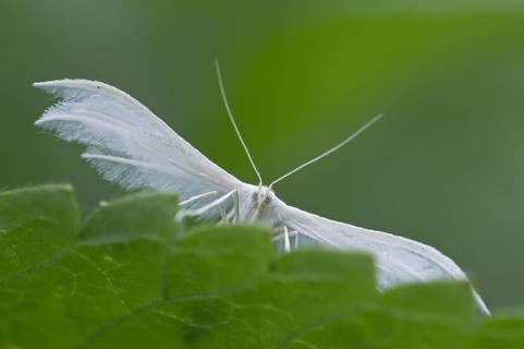White Plume Moth (Pterophorus pentadactyla)