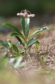 Umbellate Wintergreen