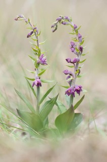 Dark Red Helleborine or Royal Helleborine (Epipactis atrorubens)