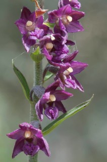 Dark Red Helleborine or Royal Helleborine (Epipactis atrorubens)