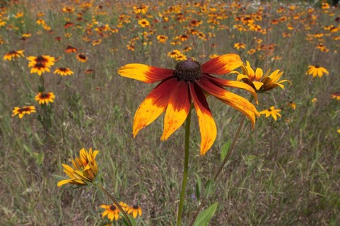 Meadow with Rudbeckias or Coneflowers (Rudbeckia hybrid)