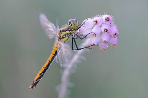 Black Darter or Black Meadowhawk (Sympetrum danae)