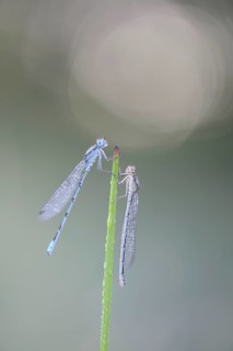 Azure Damselflies (Coenagrion puella)