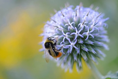 Red-tailed Bumblebee (Pyrobombus lapidarius)