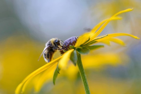 White-tailed Bumblebee (Bombus lucorum)