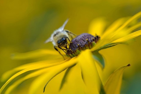 White-tailed Bumblebee (Bombus lucorum)