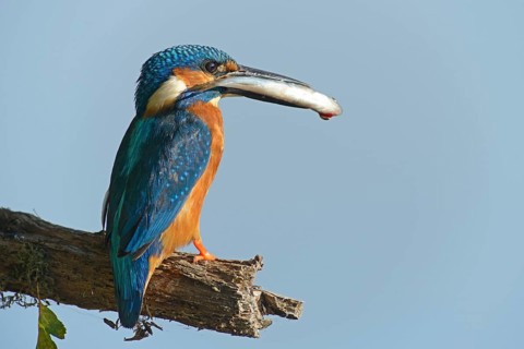 Kingfisher (Alcedo atthis)