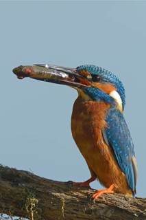 Kingfisher (Alcedo atthis)