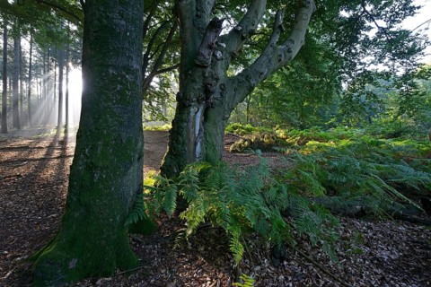 Sun rays in a forest