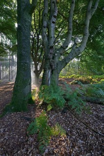 Sun rays in a forest