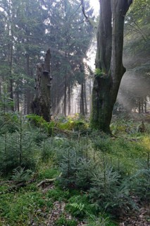 Sun rays in the forest