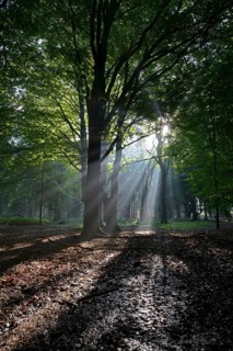 Sun rays in the forest