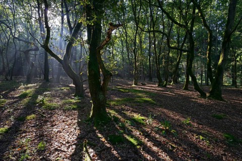 Sun rays in the forest