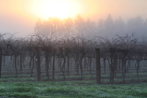Grapevines (Vitis vinifera)