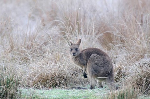 Western Grey Kangaroo or Kangaroo Island Kangaroo (Macropus fuliginosus)