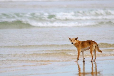 Dingo (Canis lupus dingo) on a beach
