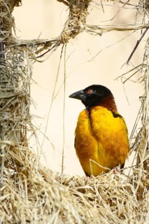 Village Weaver