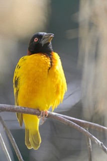 Village Weaver
