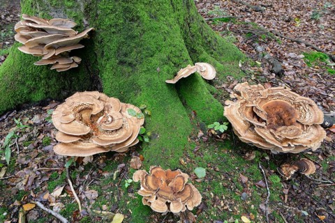 Giant polypores (Meripilus giganteus)