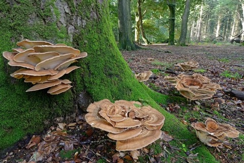 Giant polypores (Meripilus giganteus)