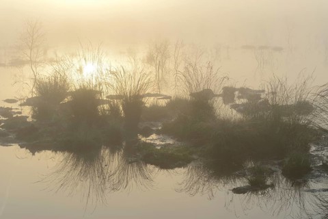 Early morning in a swamp or a moor