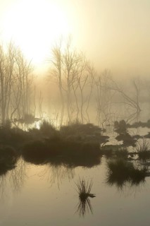 Early morning in a swamp or a moor