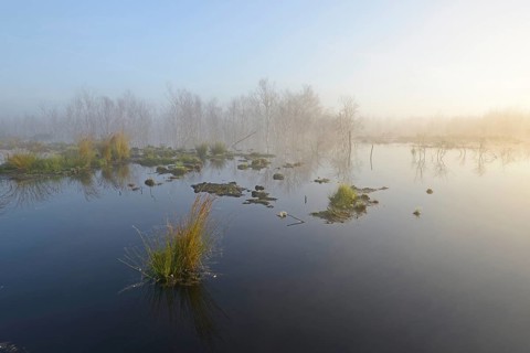 Early morning in a swamp or a moor