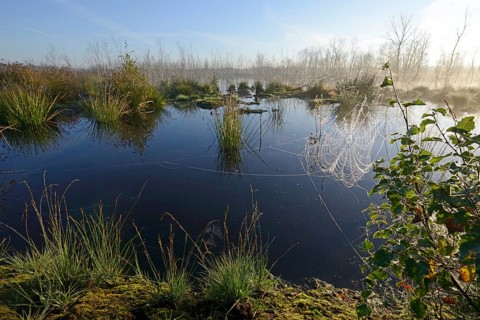 Early morning in a swamp or a moor