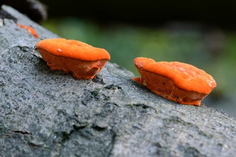 Cinnabar Polypore (Pycnoporus cinnabarinus)