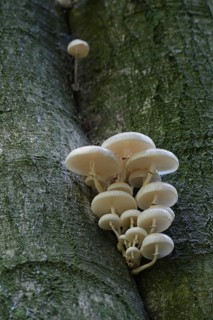 Porcelain fungus (Oudemansiella mucida)