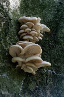 Lilac oysterling (Panus conchatus)