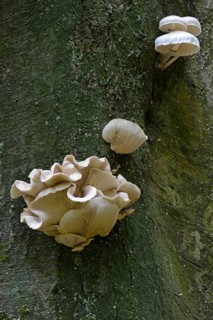 Porcelain fungus (Oudemansiella mucida)
