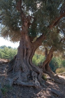 Olive trees (Olea europaea)