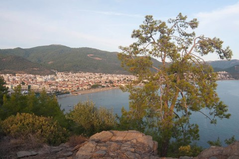 Pine (Pinus pinea)